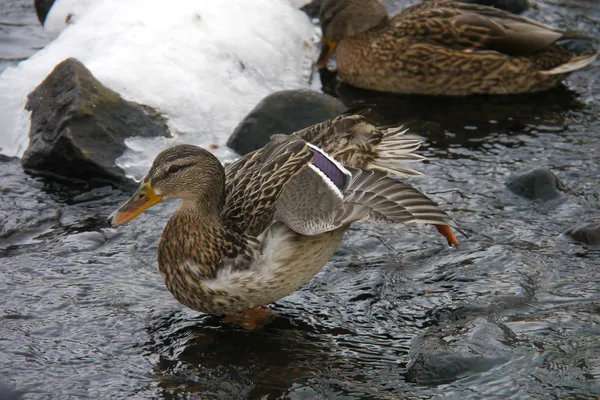 Kachny na řece v zimě — Stock fotografie