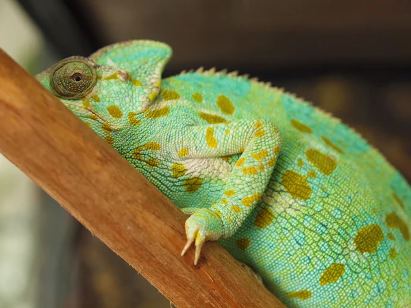 Zelený chameleon — Stock fotografie