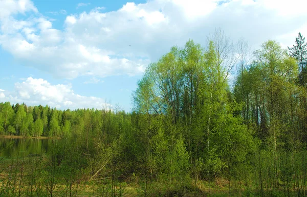 Побережье реки весной. Карелия, Россия — стоковое фото