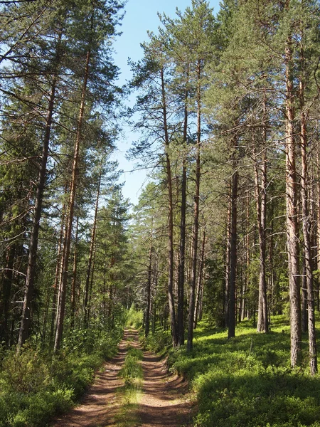 Bella foresta verde — Foto Stock