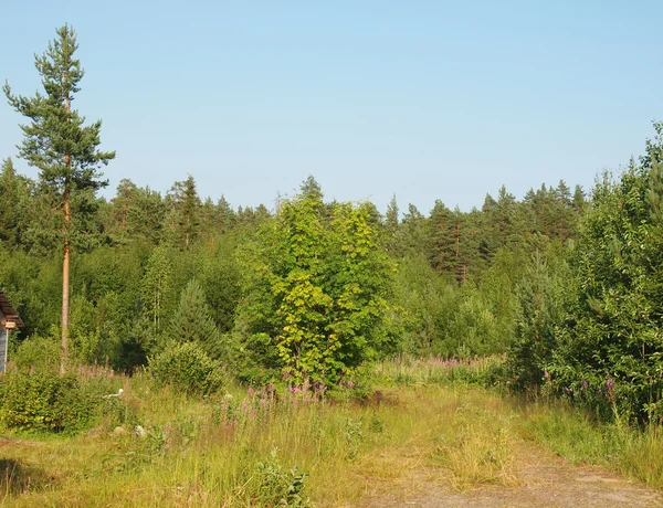 Hout in het voorjaar — Stockfoto