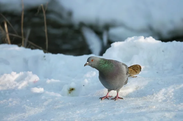 Pigeon on a snow — Stock Photo, Image