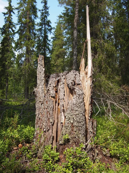 Starego pnia drzewa w lesie świerk — Zdjęcie stockowe