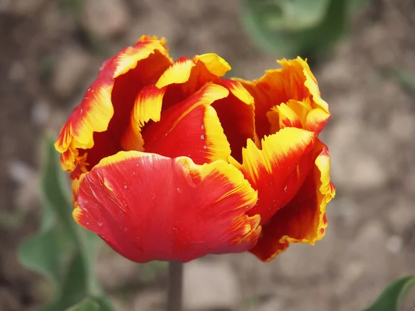 Červený Tulipán — Stock fotografie