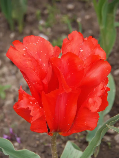 Tulipe rouge — Photo