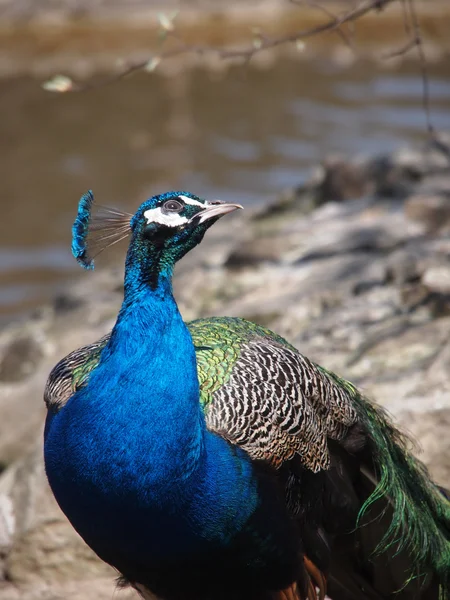 Pavão bonito — Fotografia de Stock