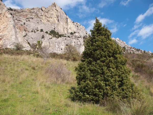 Árbol, cielo y roca — Foto de Stock