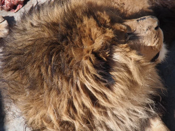 Portrait of a male lion — Stock Photo, Image