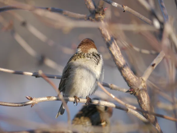 House Sparrow — Stock Photo, Image