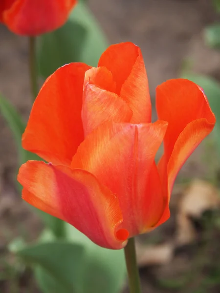 Rote Tulpe — Stockfoto