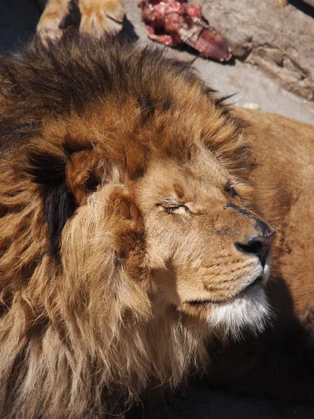 Retrato de un león macho — Foto de Stock