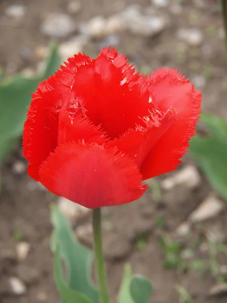 Hermoso tulipán rojo — Foto de Stock
