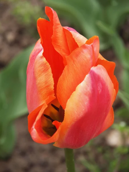 Orange tulip — Stok fotoğraf