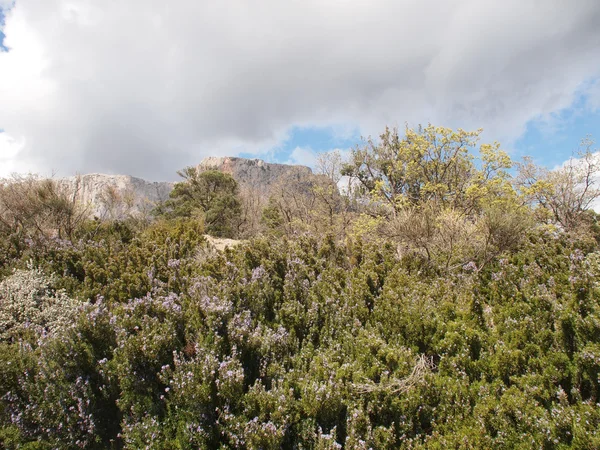 Träden, himlen och rock — Stockfoto