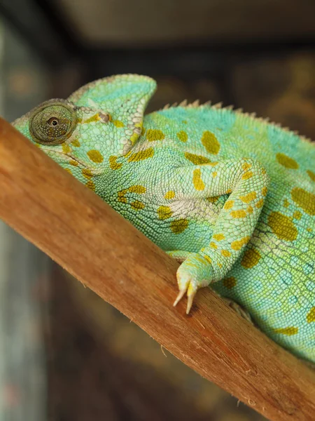 Zelený chameleon — Stock fotografie