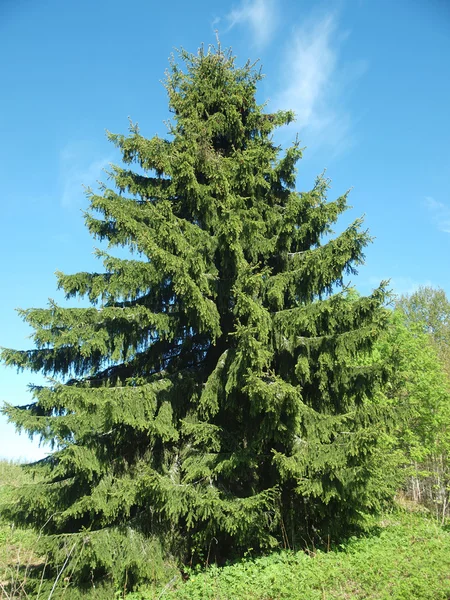 Pyramidal fur-tree — Stock Photo, Image