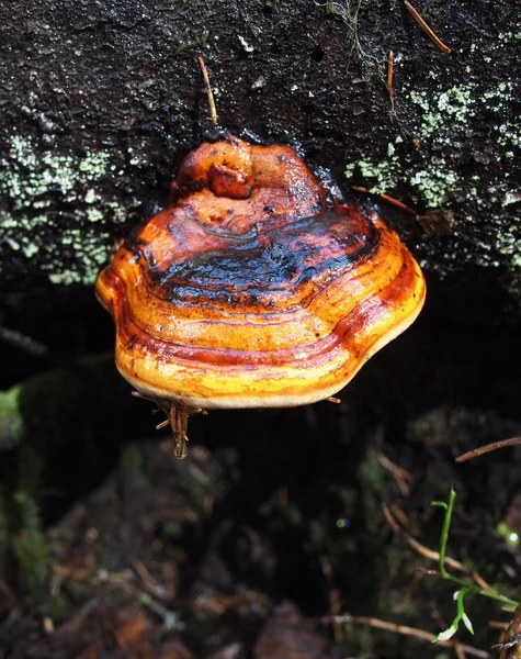 Fungi a tinder — Stock Photo, Image