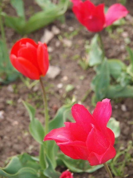 Tulipán rosa — Foto de Stock