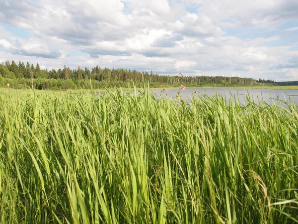 Wood in summer — Stock Photo, Image