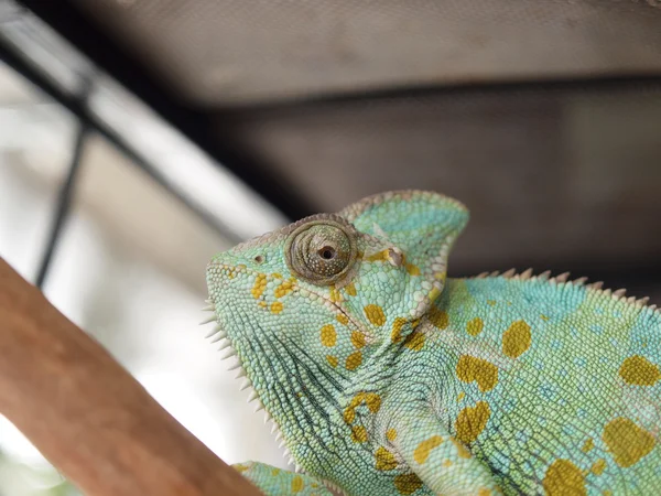 Zelený chameleon — Stock fotografie