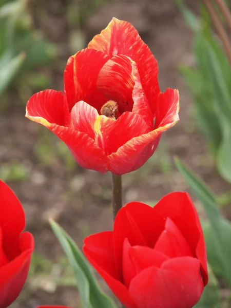 Rote Tulpe — Stockfoto