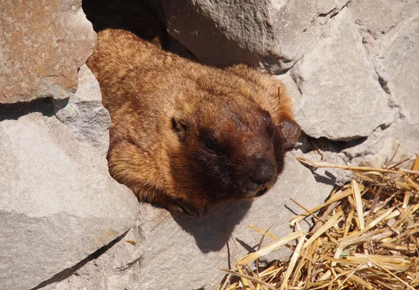 Portrait of a marmot — Stock Photo, Image