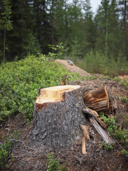 Tronco de abeto grande recién aserrado en bosque de primavera —  Fotos de Stock