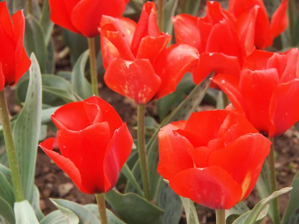 Schöne rote Tulpe — Stockfoto