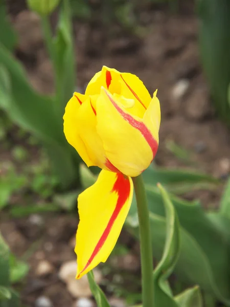 Krásný žlutý Tulipán v jarní zahradě — Stock fotografie