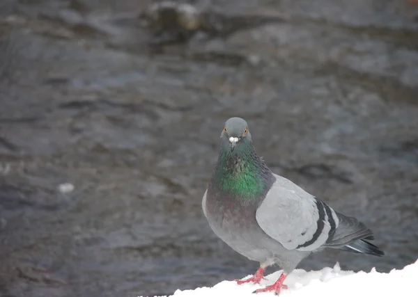 Portrait de pigeon — Photo