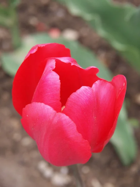 Schöne rote Tulpe — Stockfoto