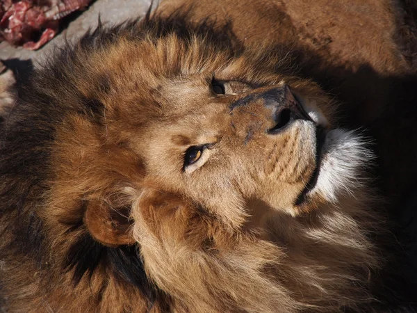 Retrato de un león macho — Foto de Stock