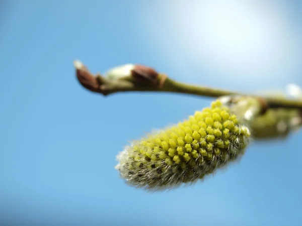 WILLOW CATKINS — Stock Photo, Image
