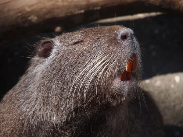 Portret van een nutria 's — Stockfoto