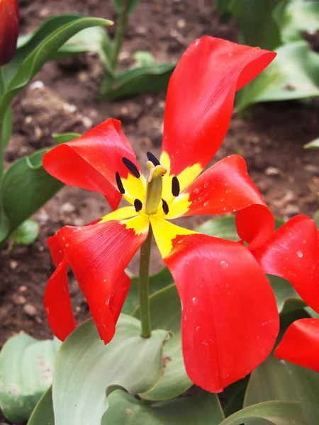 Belle tulipe rouge — Photo