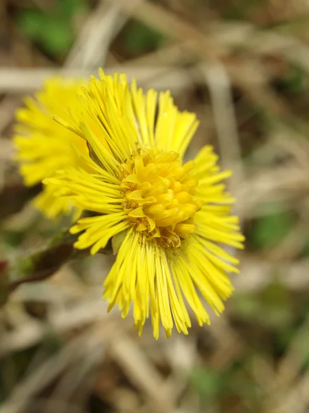 Coltsfoot (Tussilago farfara) — Stock Photo, Image