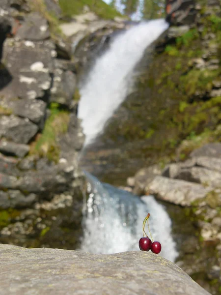 Třešeň na kameni u vodopádu — Stock fotografie