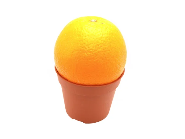 Orange in a pot — Stock Photo, Image