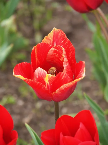 Rote Tulpe — Stockfoto