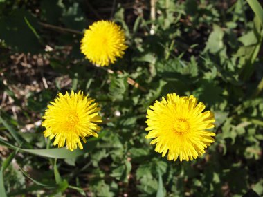 Bahar karahindiba içinde yeşil çimen