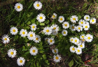 Yeşil çimenlerin üzerinde papatya çiçeği