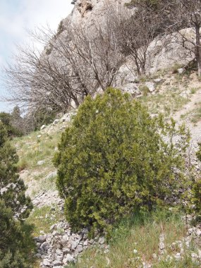 ağaçlar, gökyüzü ve kaya