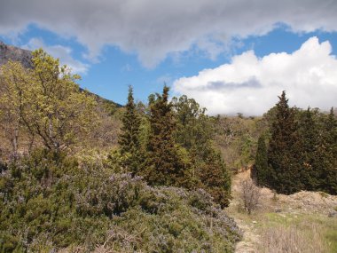 ağaçlar, gökyüzü ve kaya