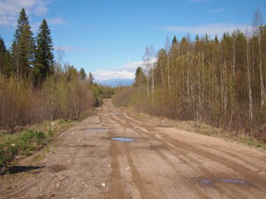 ormanda yol