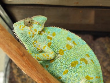 Yeşil bukalemun