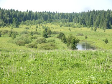 Nehir ve orman içinde yaz