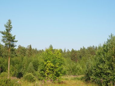 Yaz aylarında ahşap