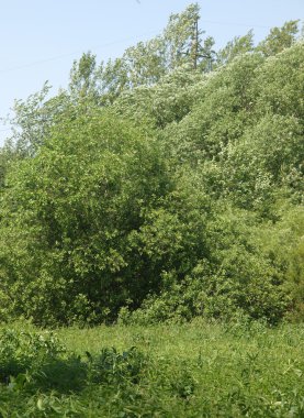 Yaz aylarında ahşap