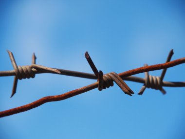 Champ de maïs à la récolte