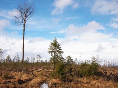 giriş yaptıktan sonra orman